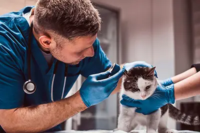Veterinarians & Animal Hospitals